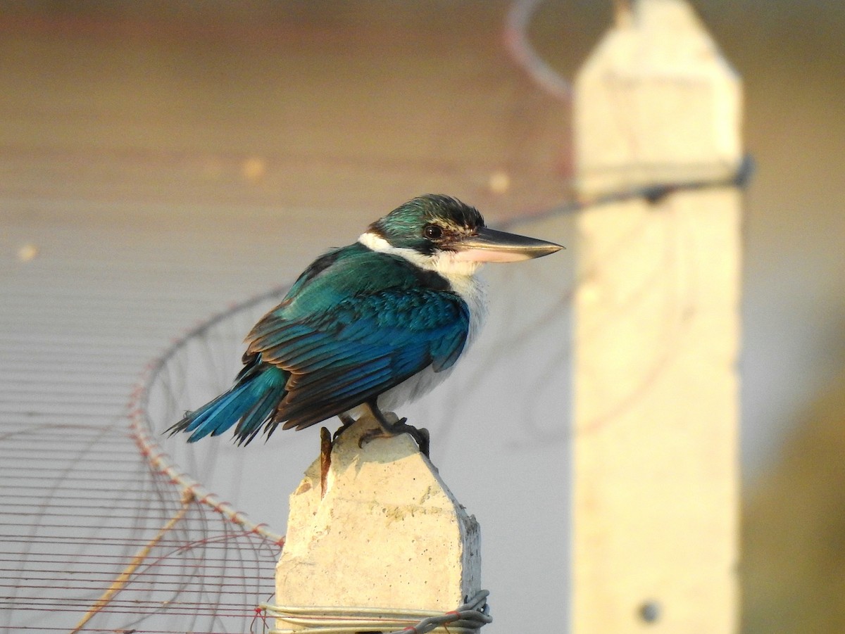 Collared Kingfisher - John Sandve
