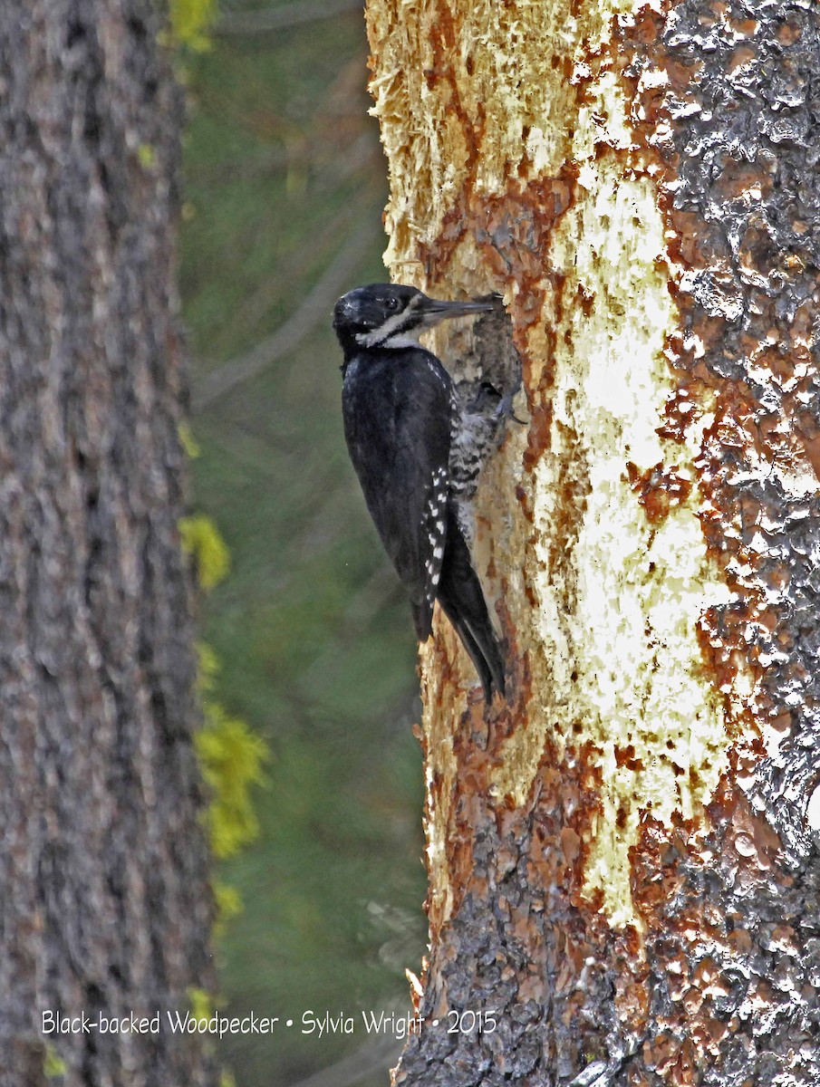 Black-backed Woodpecker - Sylvia Wright