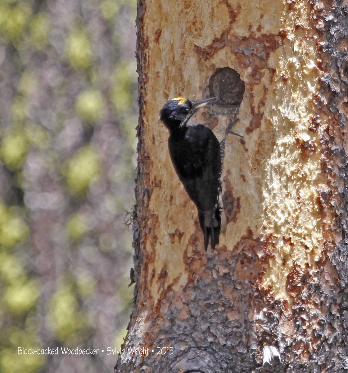 Black-backed Woodpecker - Sylvia Wright