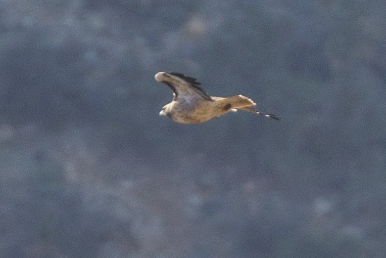 Red-tailed Hawk - ML137931051