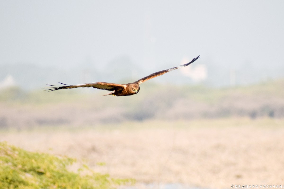 Western Marsh Harrier - Anand Vachhani