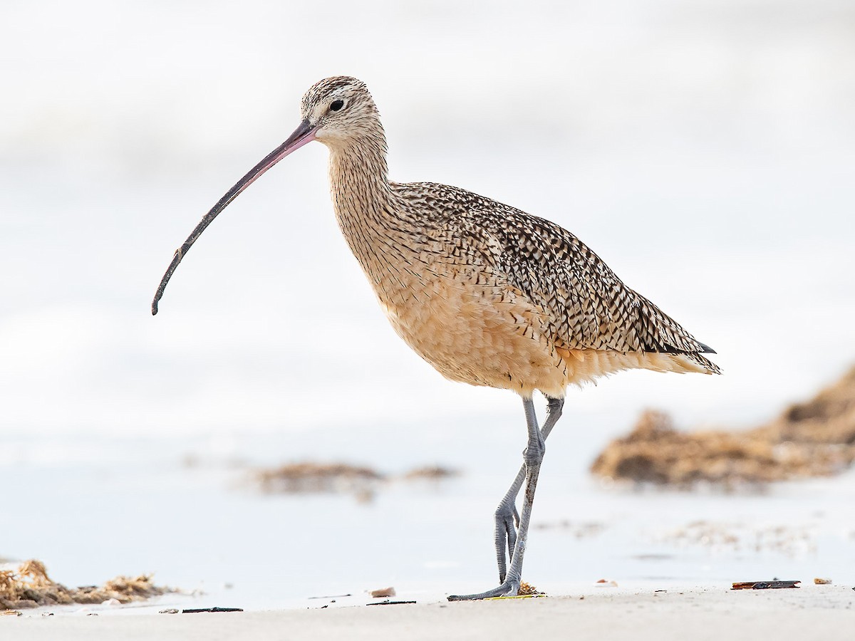 Long-billed Curlew - ML137932281