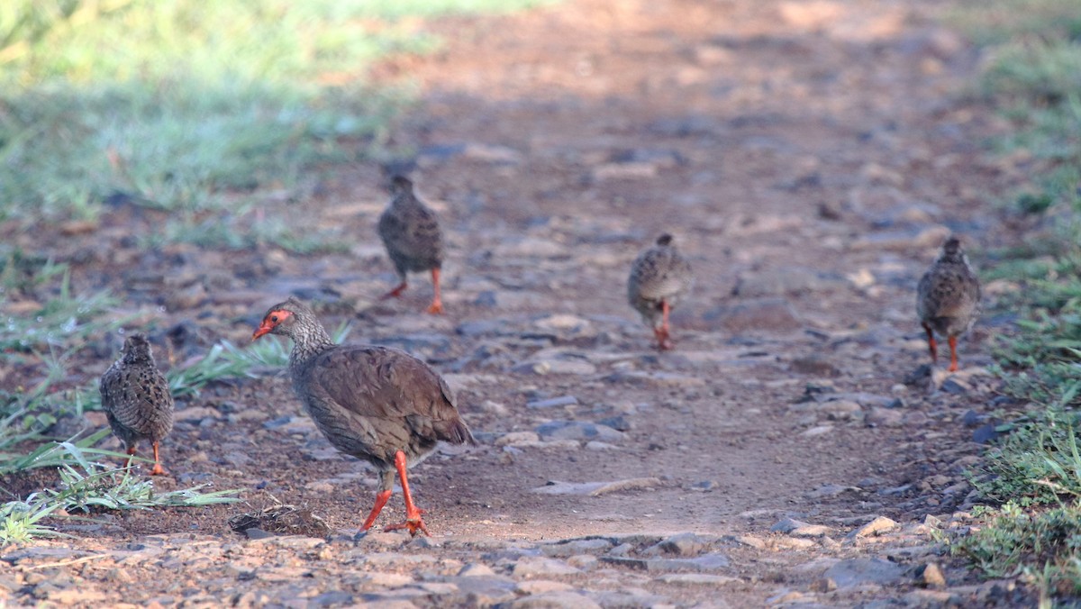 Red-necked Spurfowl - ML137938801