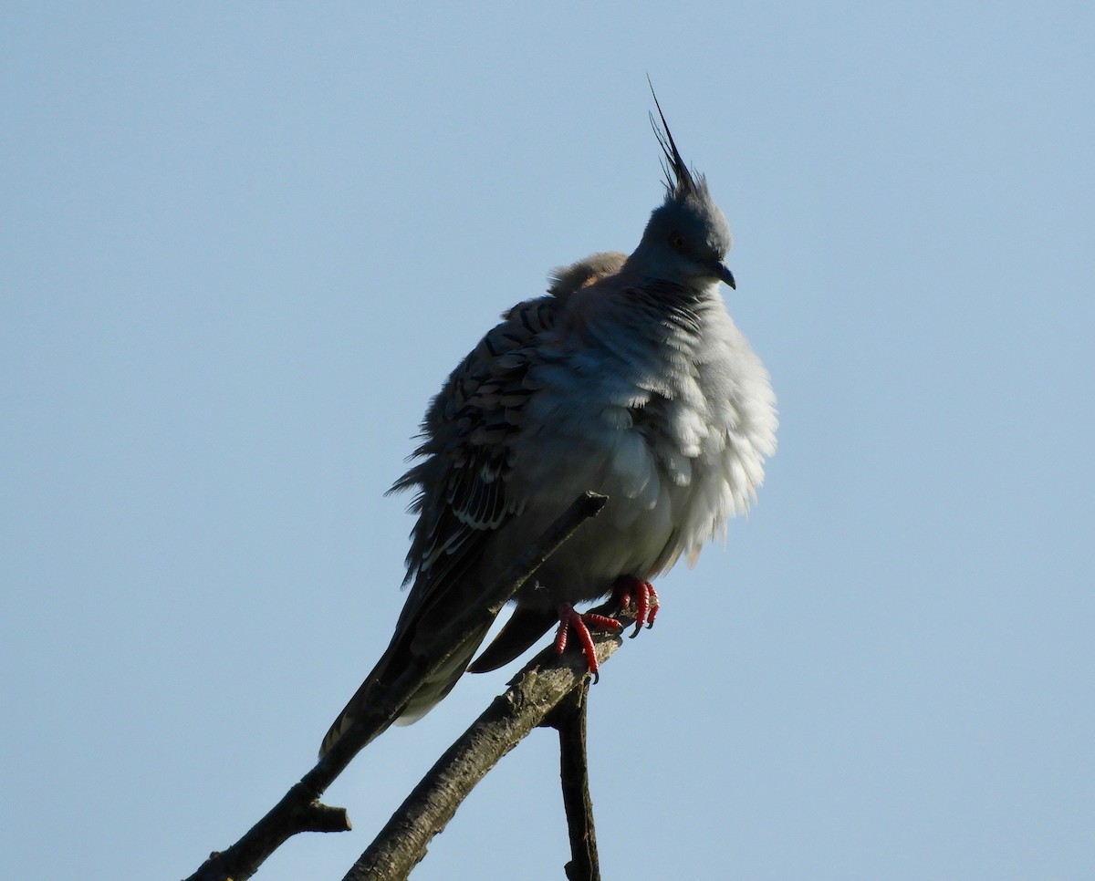 Crested Pigeon - ML137942031