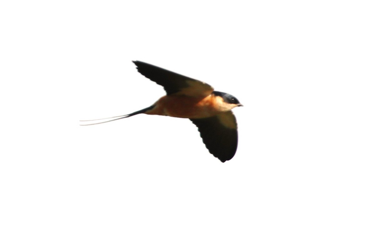 Rufous-chested Swallow - Jason Fidorra