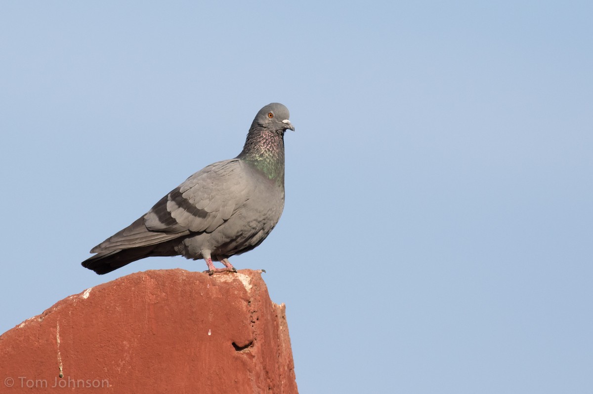 Rock Pigeon (Feral Pigeon) - Tom Johnson