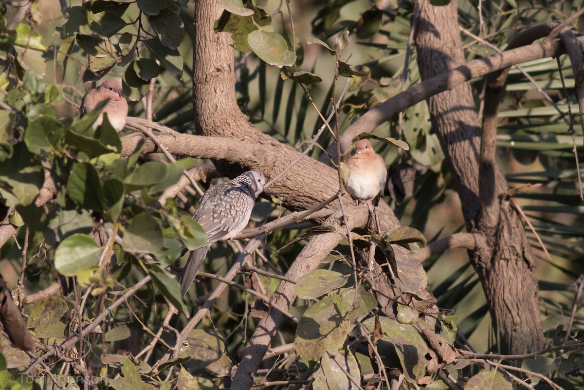 Laughing Dove - ML137942471