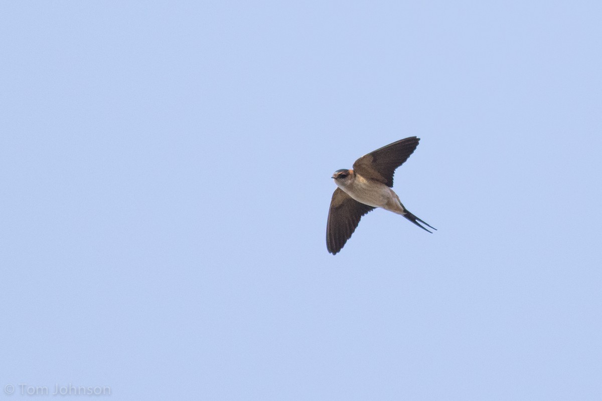 Red-rumped Swallow - Tom Johnson