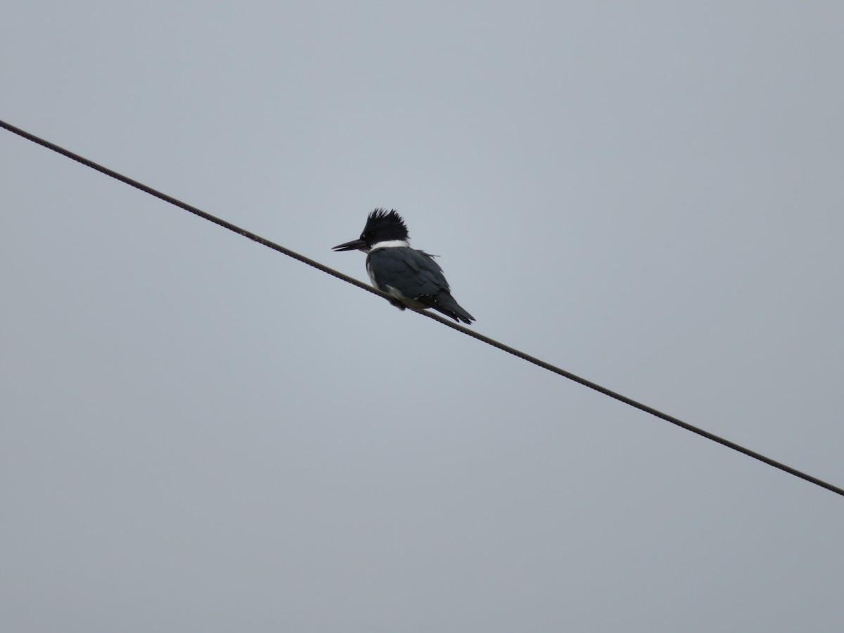 Belted Kingfisher - carolyn spidle