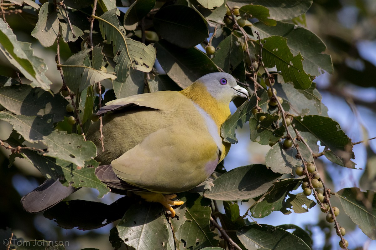 Yellow-footed Green-Pigeon - Tom Johnson