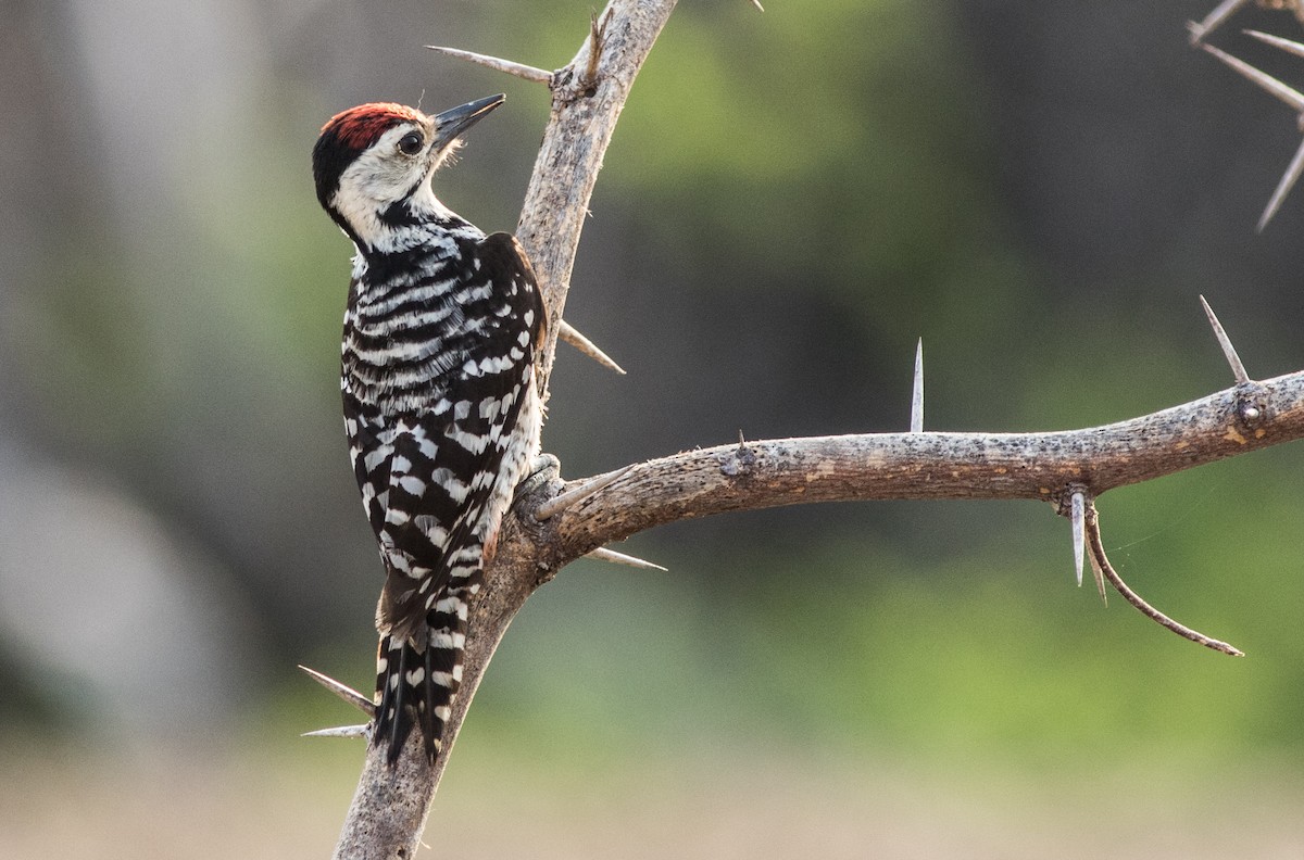 Freckle-breasted Woodpecker - Joachim Bertrands