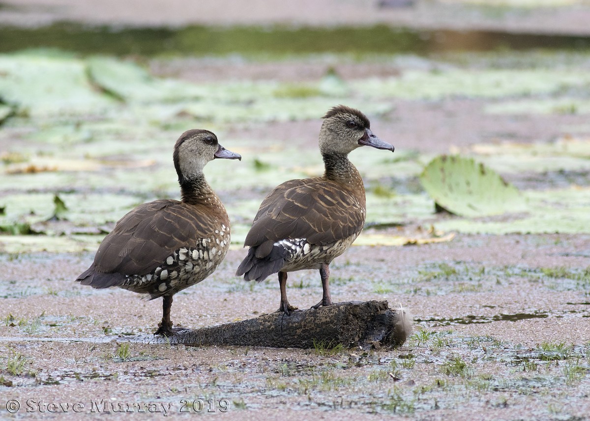 Spotted Whistling-Duck - Stephen Murray