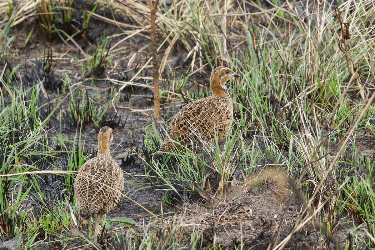 Red-winged Francolin - Qin Huang
