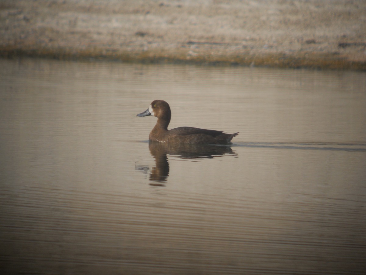 Greater Scaup - Mark Smiles
