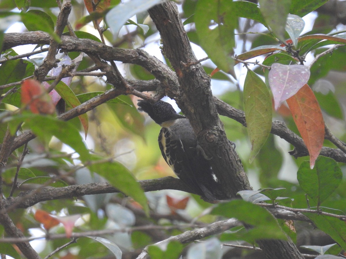 Heart-spotted Woodpecker - Ashwin Viswanathan