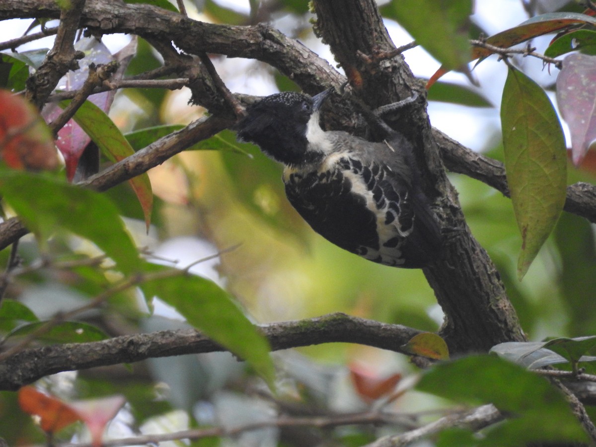 Heart-spotted Woodpecker - ML137955561