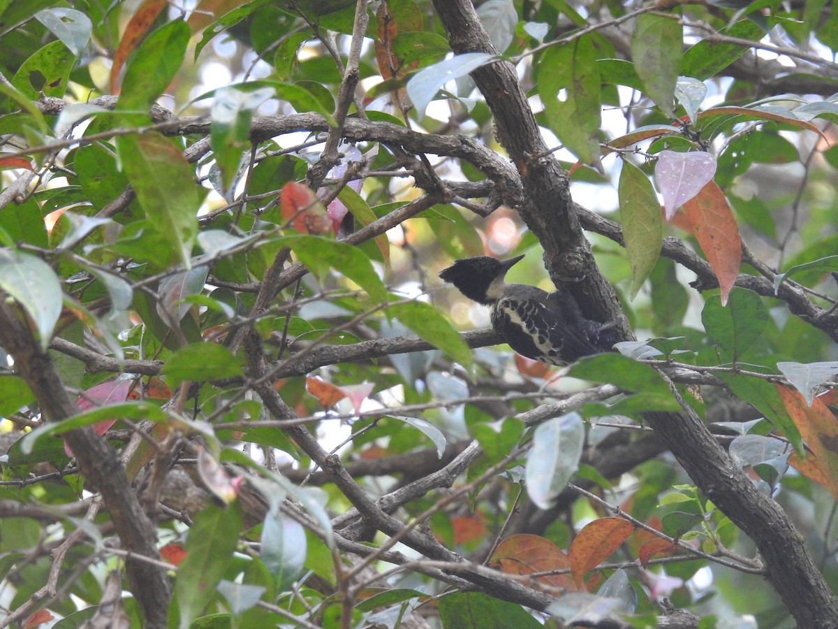 Heart-spotted Woodpecker - ML137955571