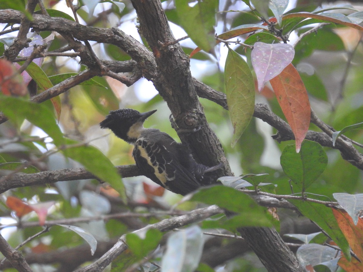 Heart-spotted Woodpecker - ML137955621