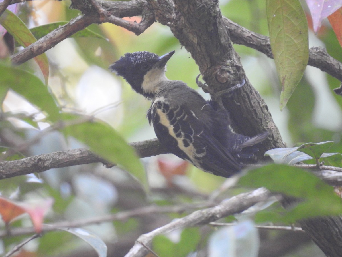 Heart-spotted Woodpecker - ML137955681