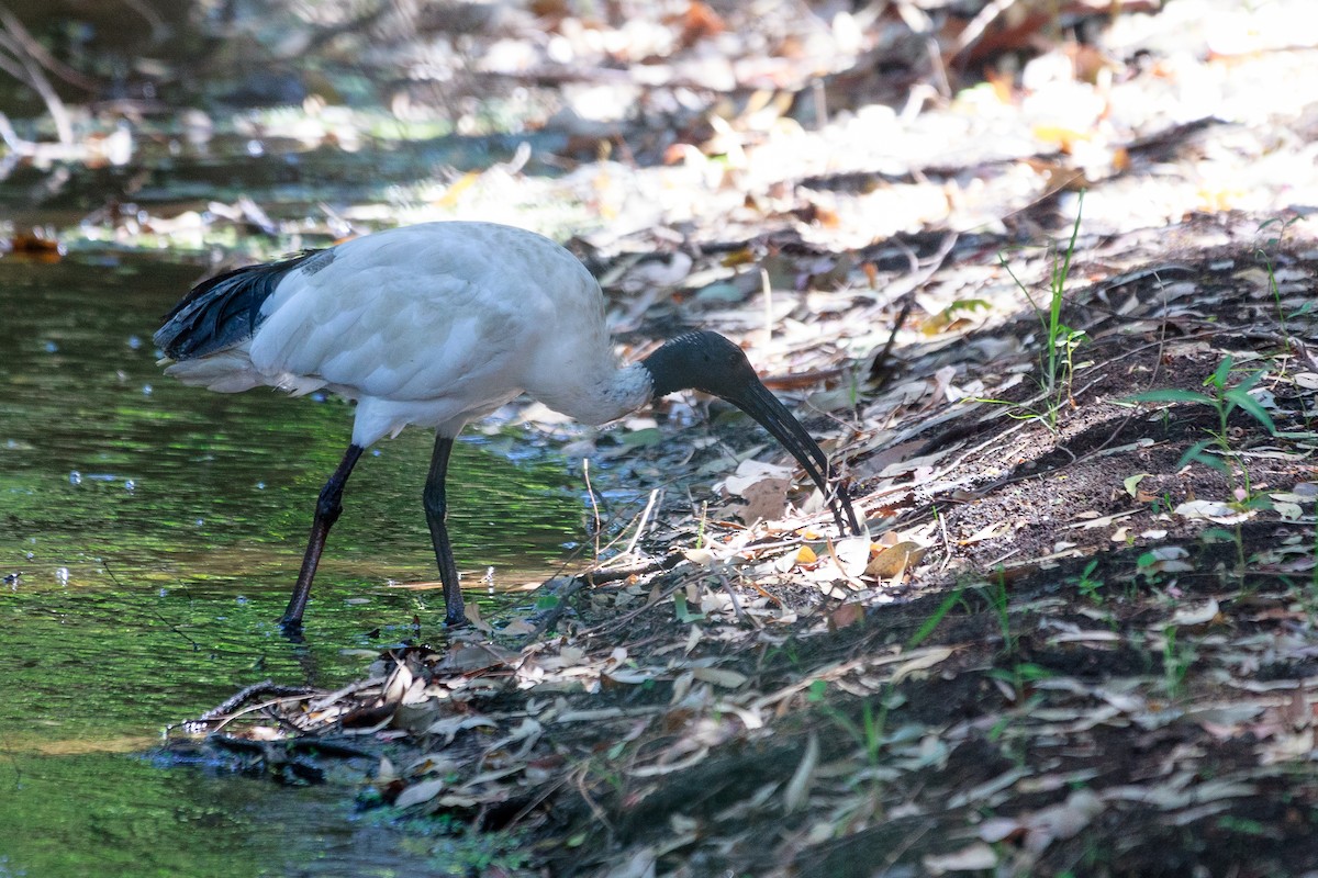 ibis australský - ML137956581