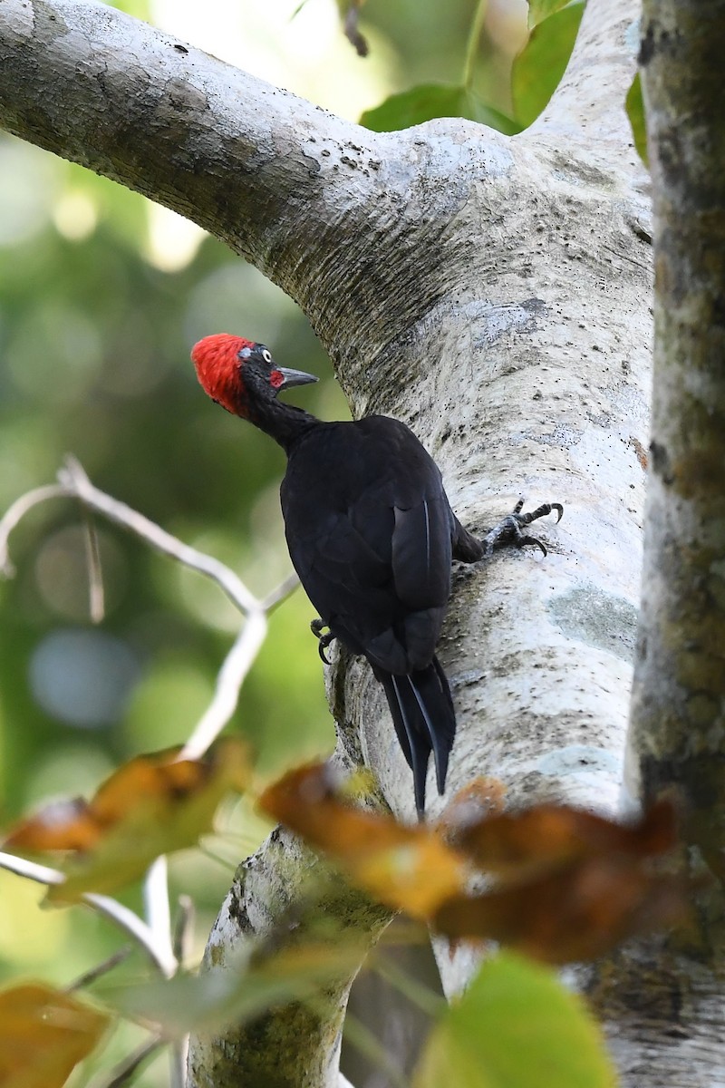Andaman Woodpecker - Sriram Reddy