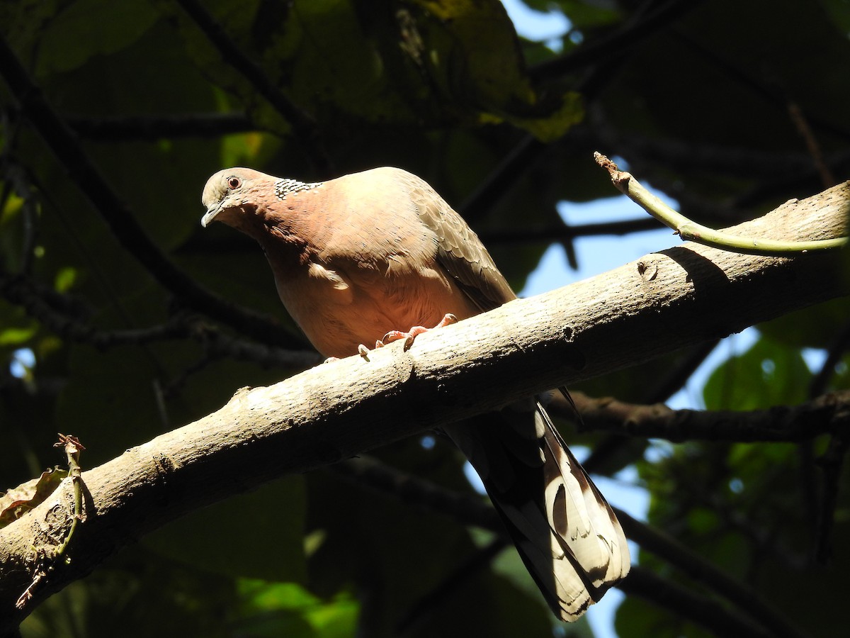 Spotted Dove - ML137959431