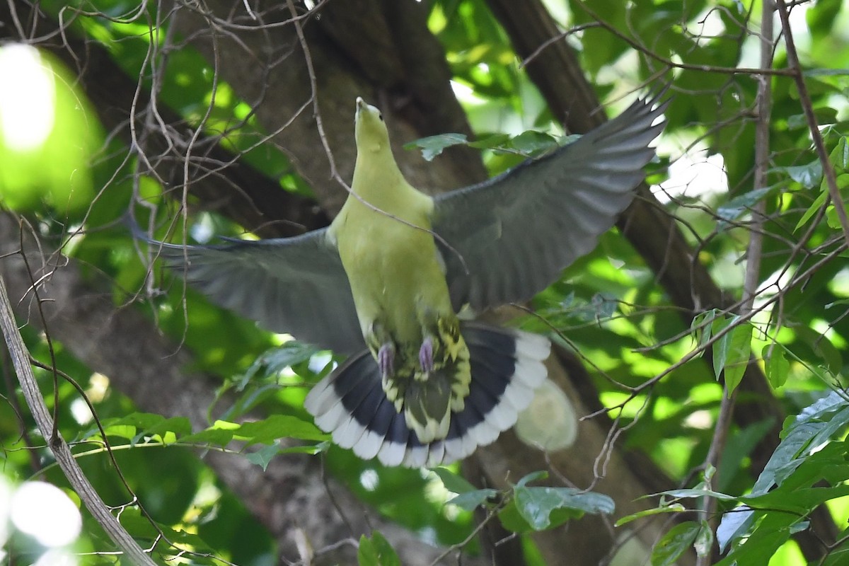 Andaman Green-Pigeon - ML137959441