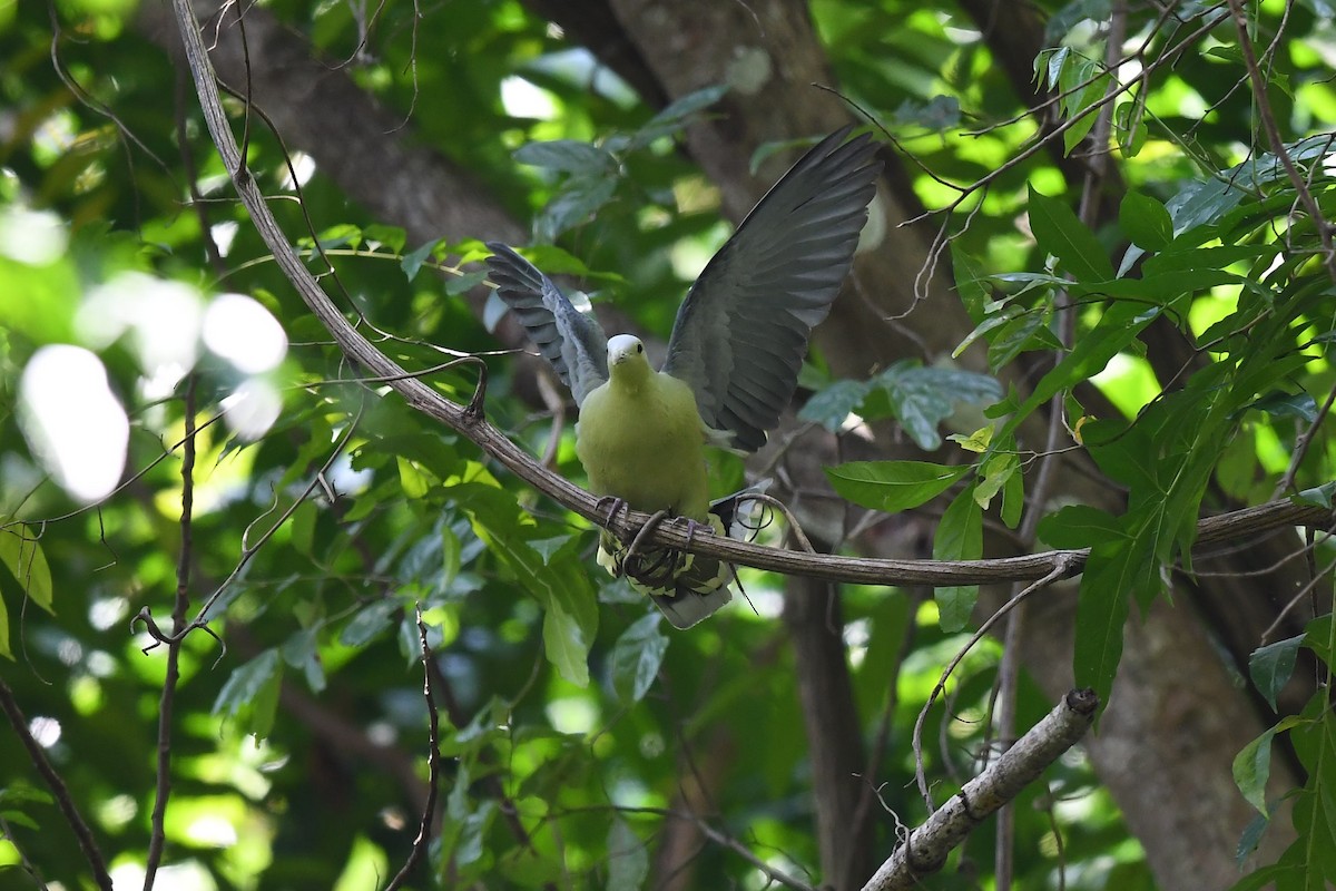 Andaman Green-Pigeon - ML137959491