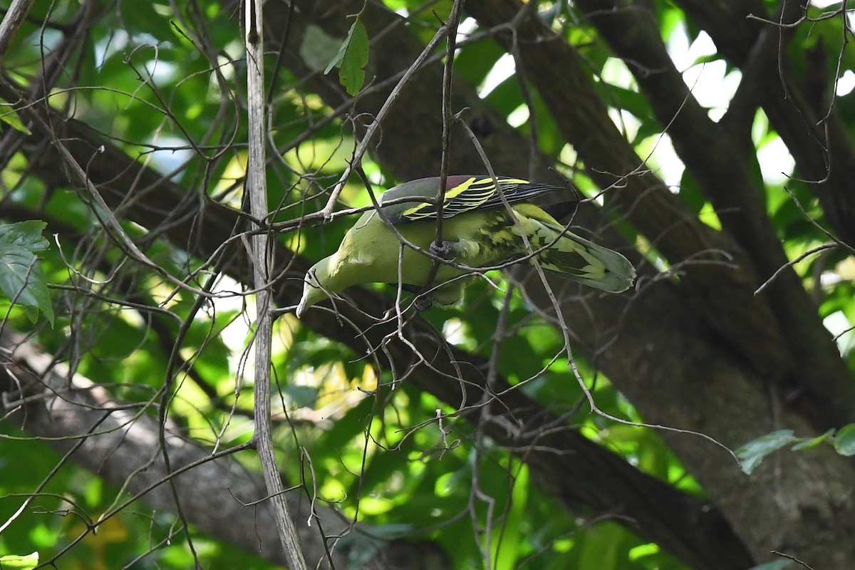 Andaman Green-Pigeon - ML137959531