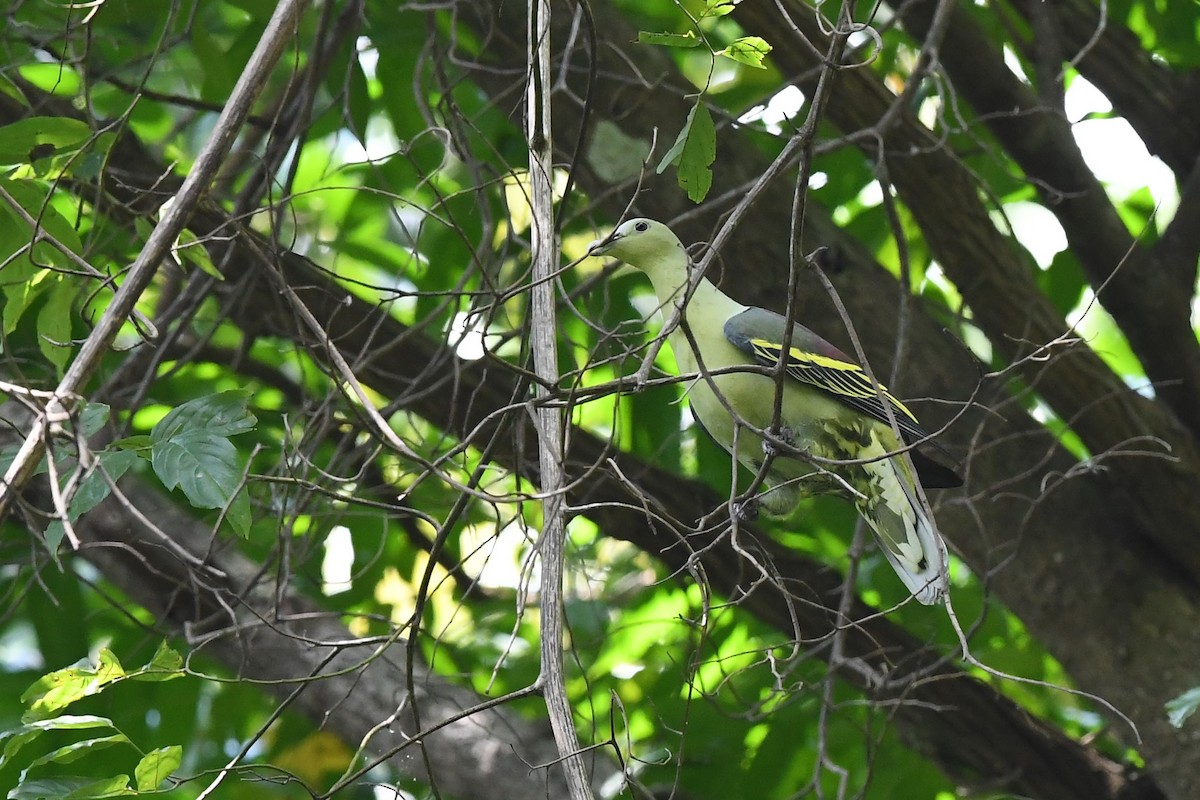 holub žlutopruhý - ML137959541