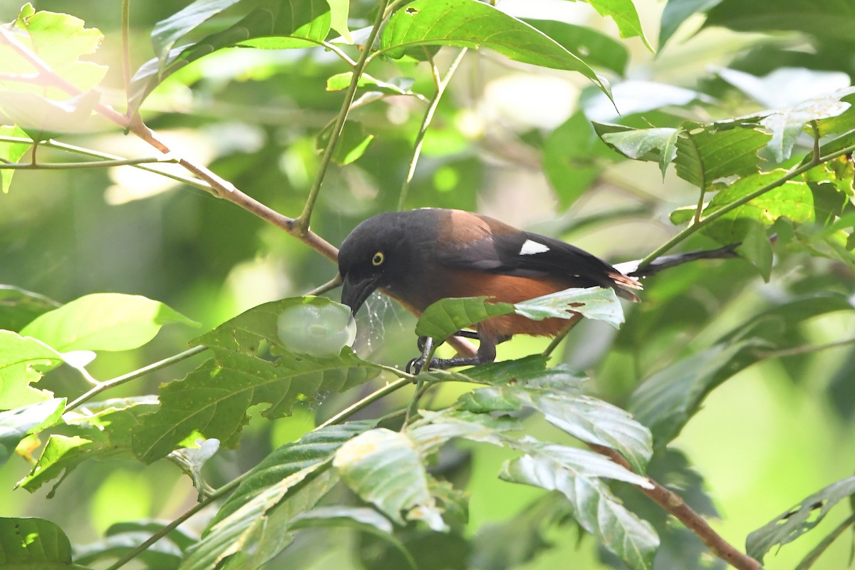 Andaman Treepie - ML137959931