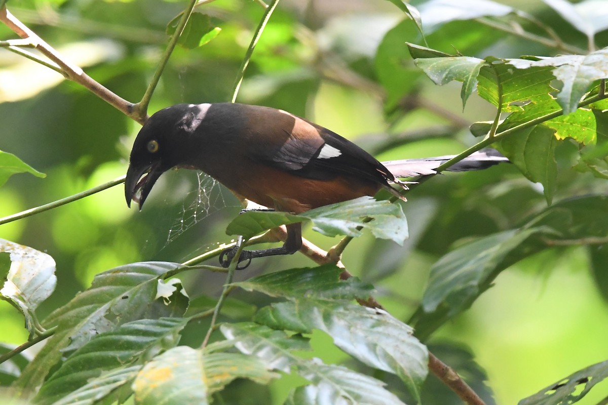 Andaman Treepie - Sriram Reddy