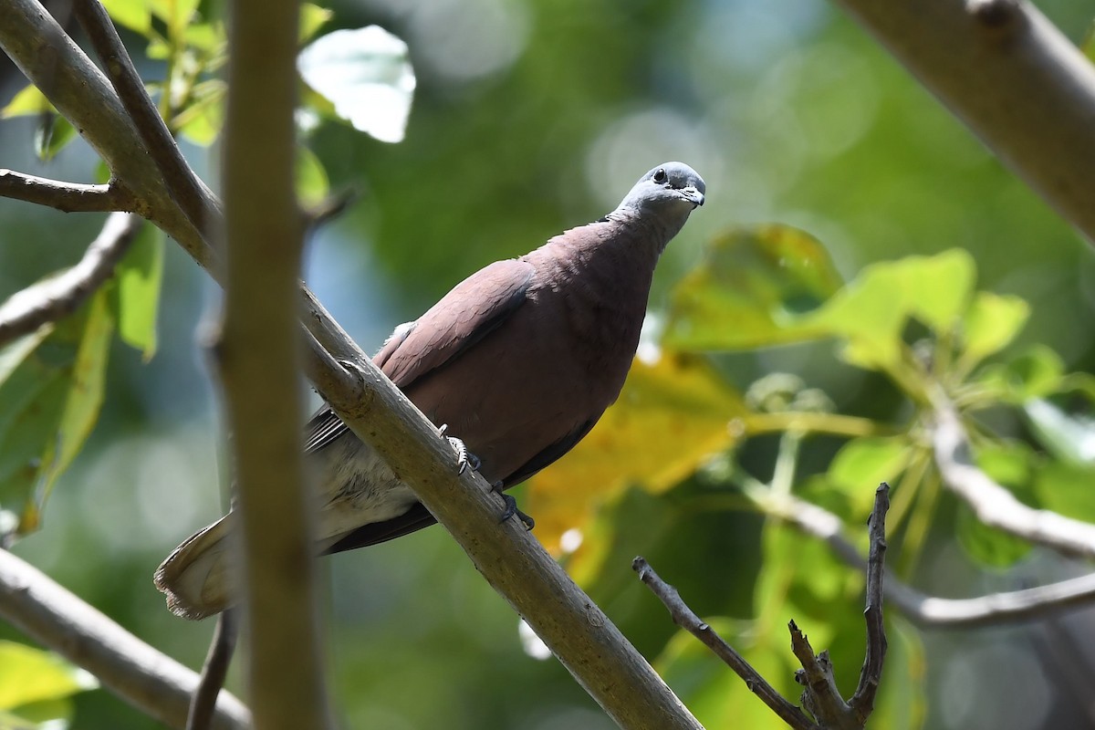 Red Collared-Dove - ML137960431