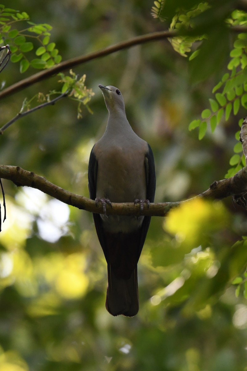 Green Imperial-Pigeon - ML137960651