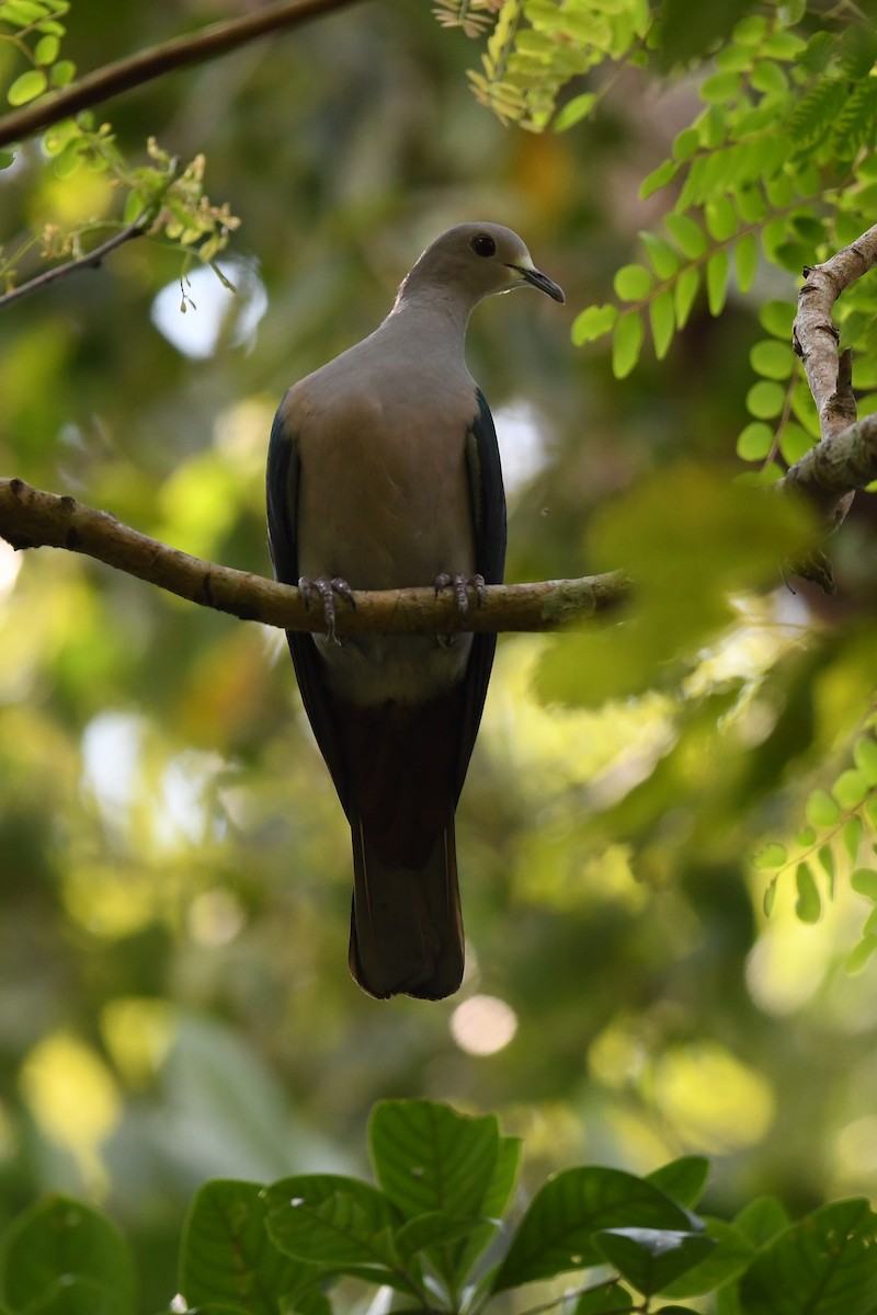 Green Imperial-Pigeon - ML137960661