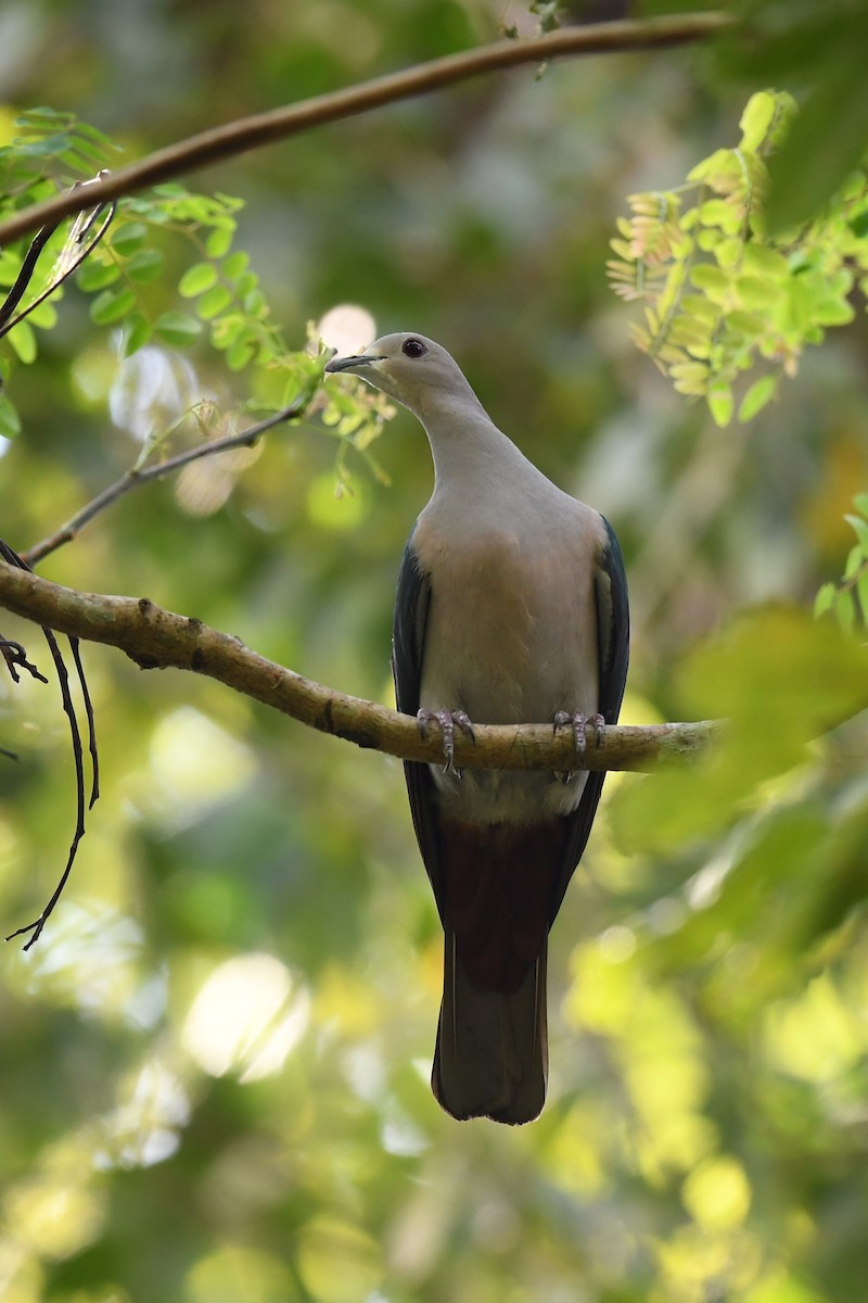 Green Imperial-Pigeon - Sriram Reddy