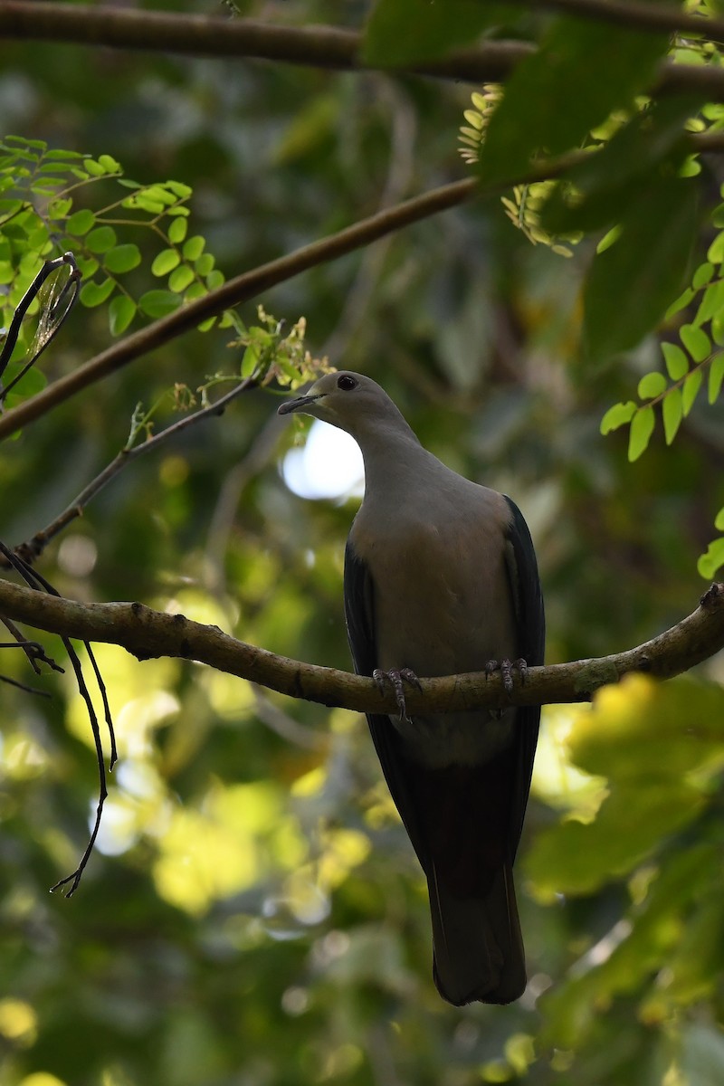 Green Imperial-Pigeon - ML137960681