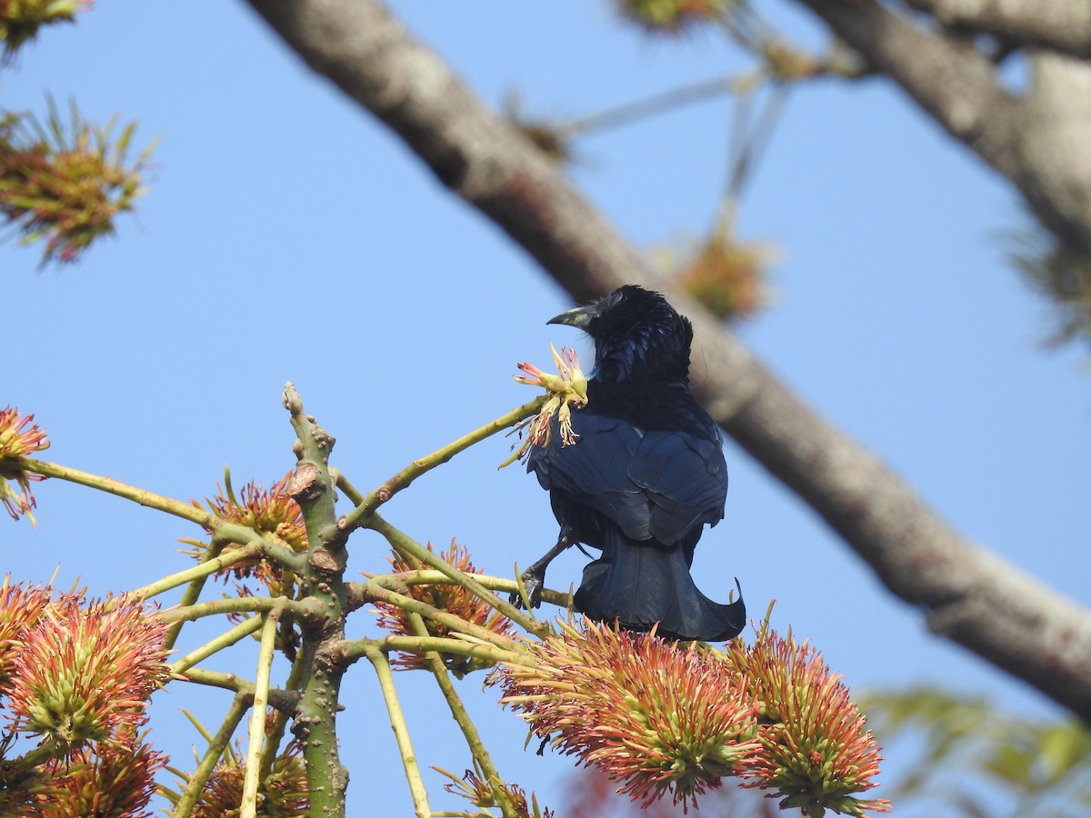 Hair-crested Drongo - ML137964801