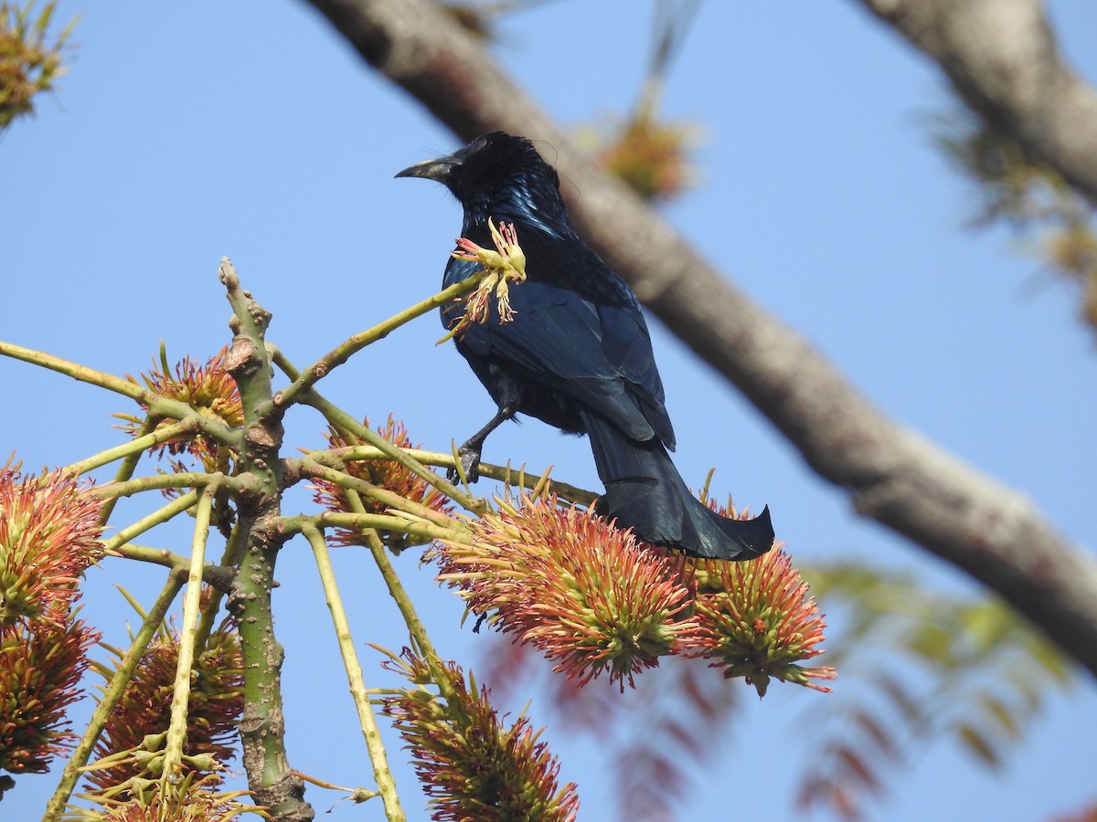 Hair-crested Drongo - ML137964811