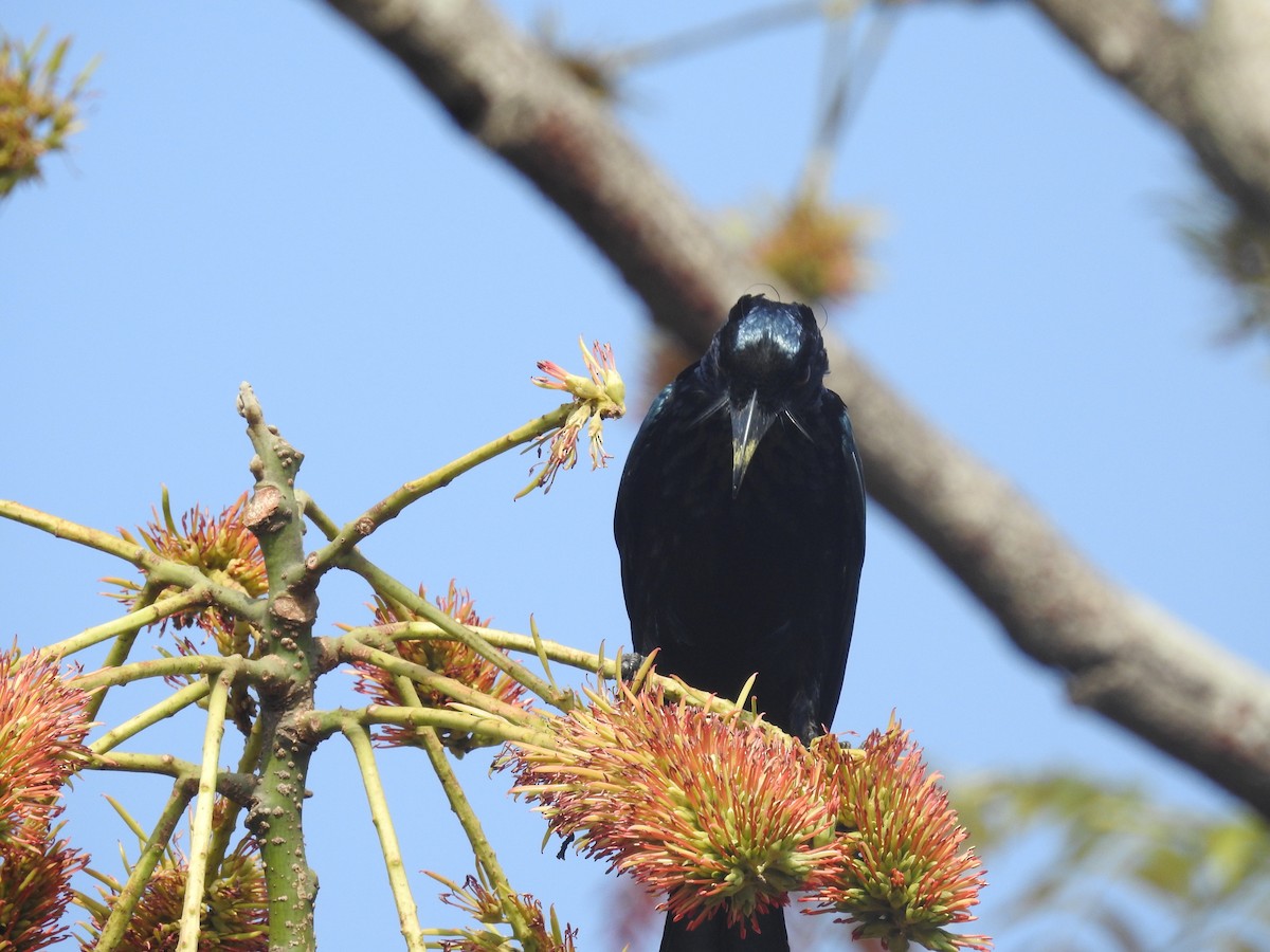 Hair-crested Drongo - ML137964851