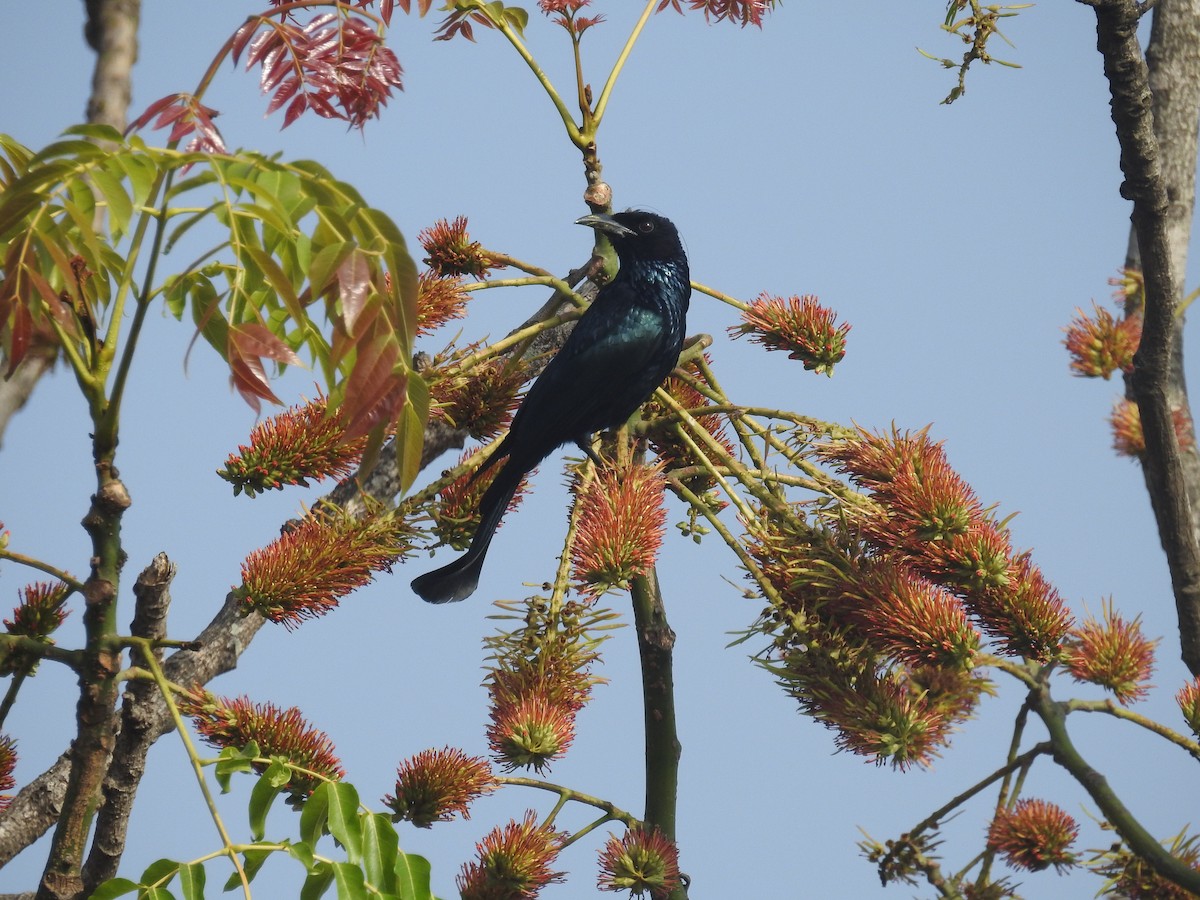 Hair-crested Drongo - ML137964901