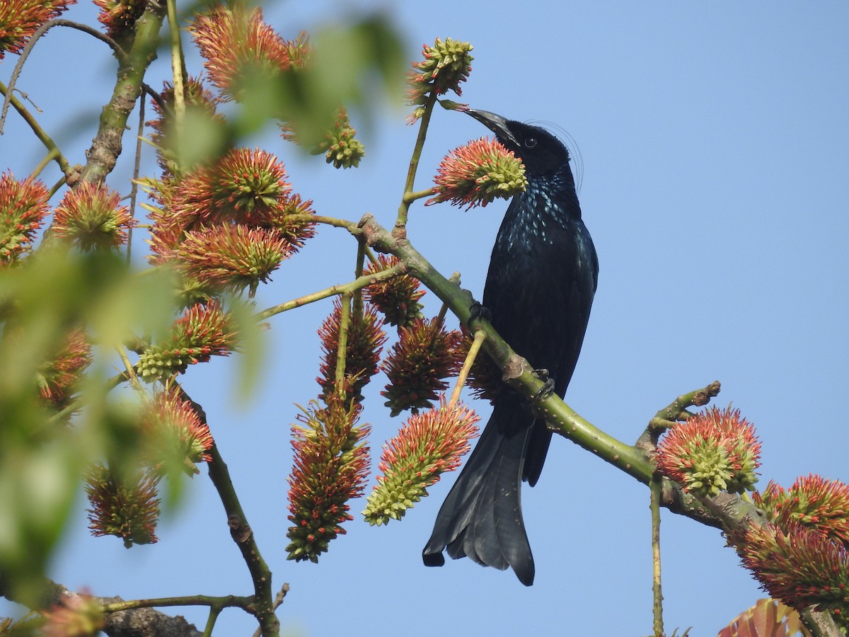 Hair-crested Drongo - ML137964921
