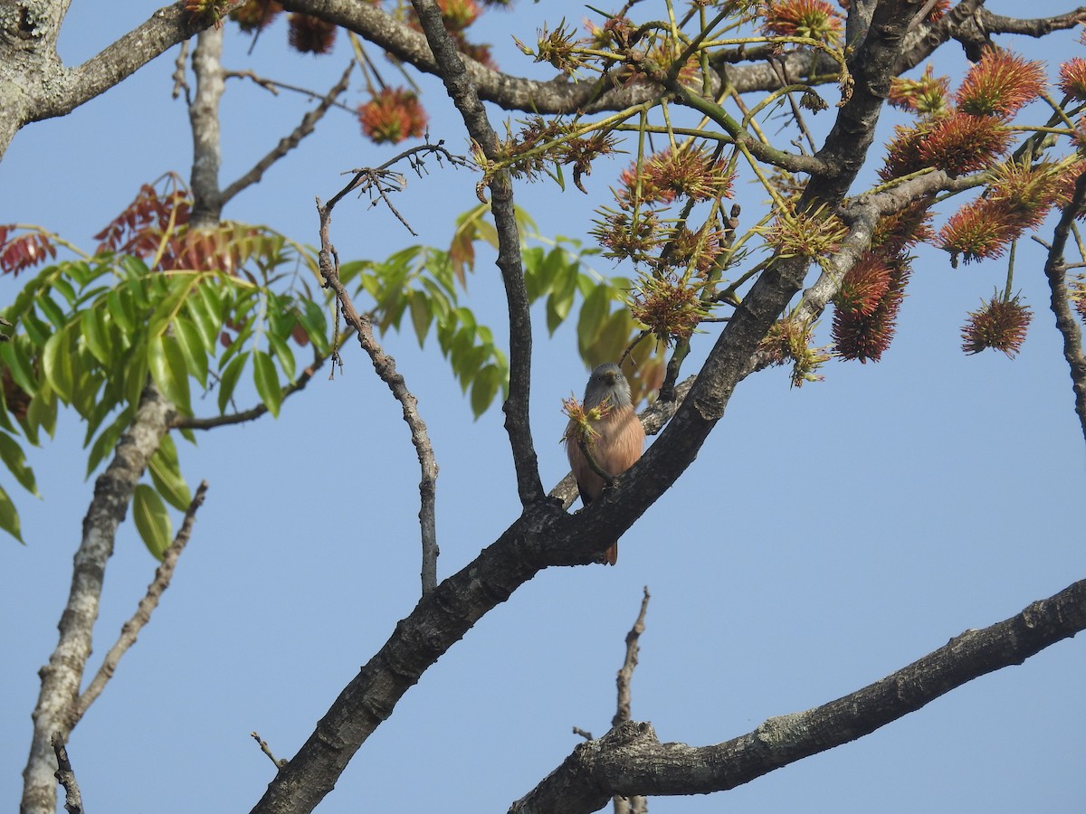 Chestnut-tailed Starling - ML137964951