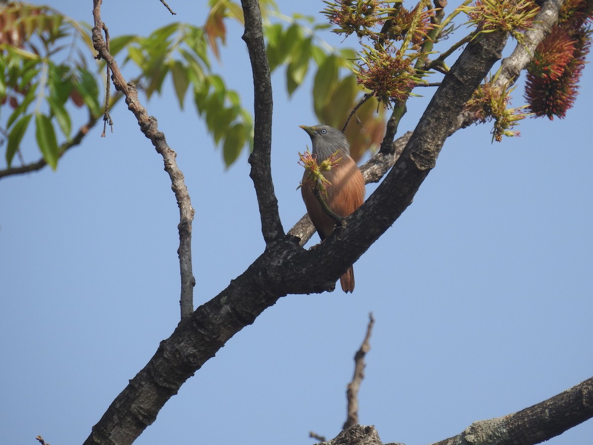 Chestnut-tailed Starling - ML137964971