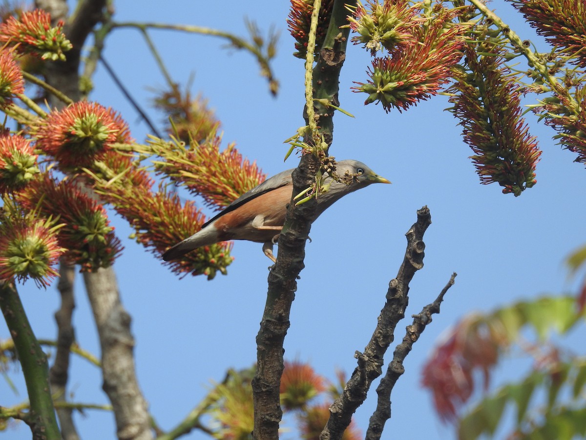 Chestnut-tailed Starling - ML137964991