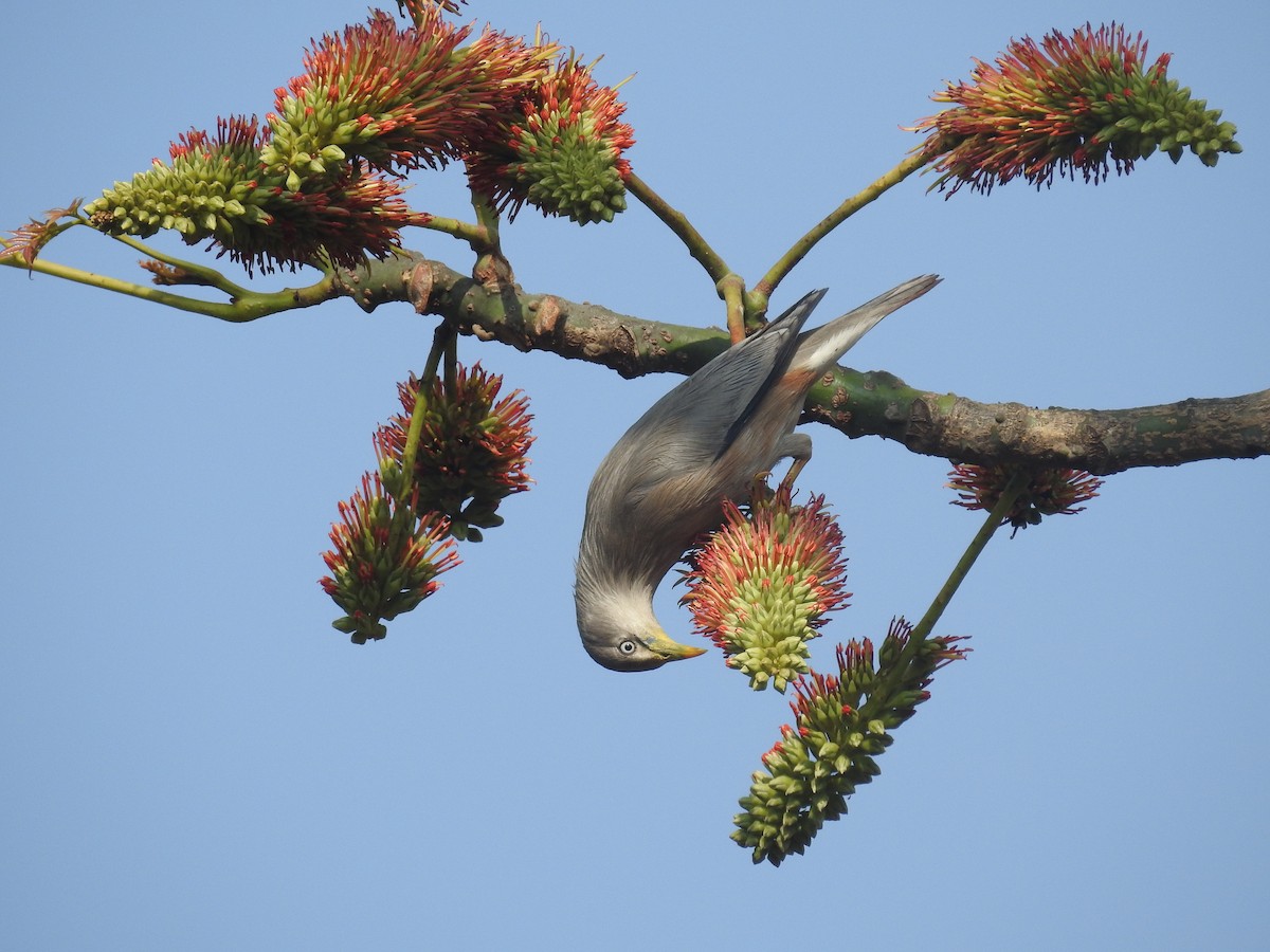 Chestnut-tailed Starling - Ashwin Viswanathan
