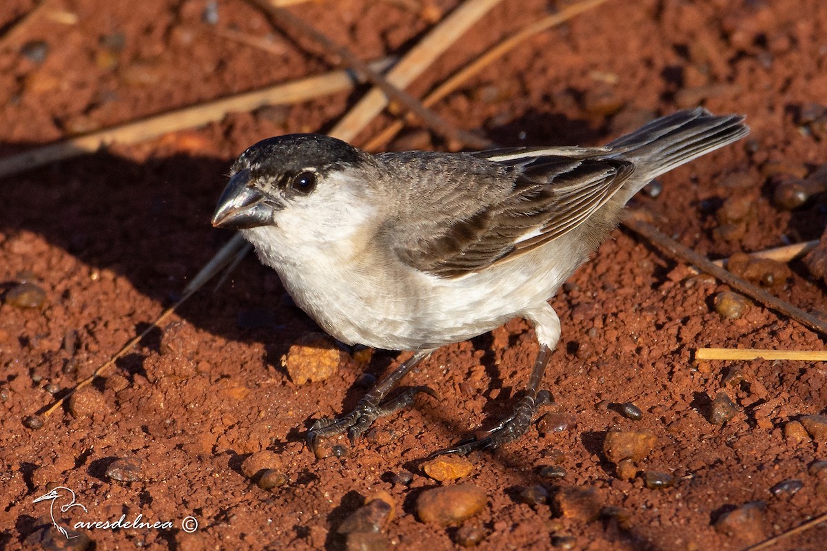 Pearly-bellied Seedeater - ML137968551
