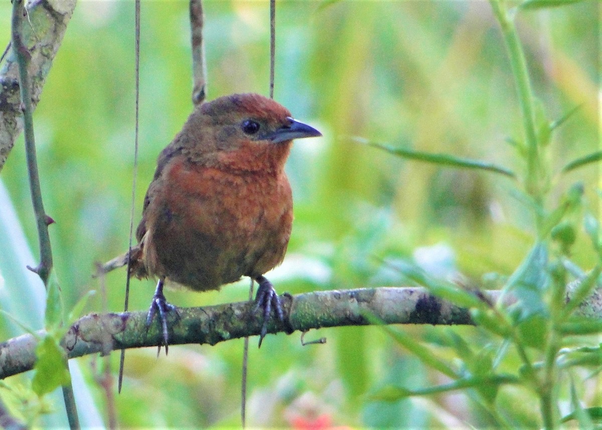 Orange-breasted Thornbird - ML137970511