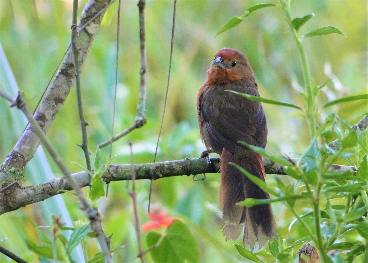 Orange-breasted Thornbird - Carlos Otávio Gussoni