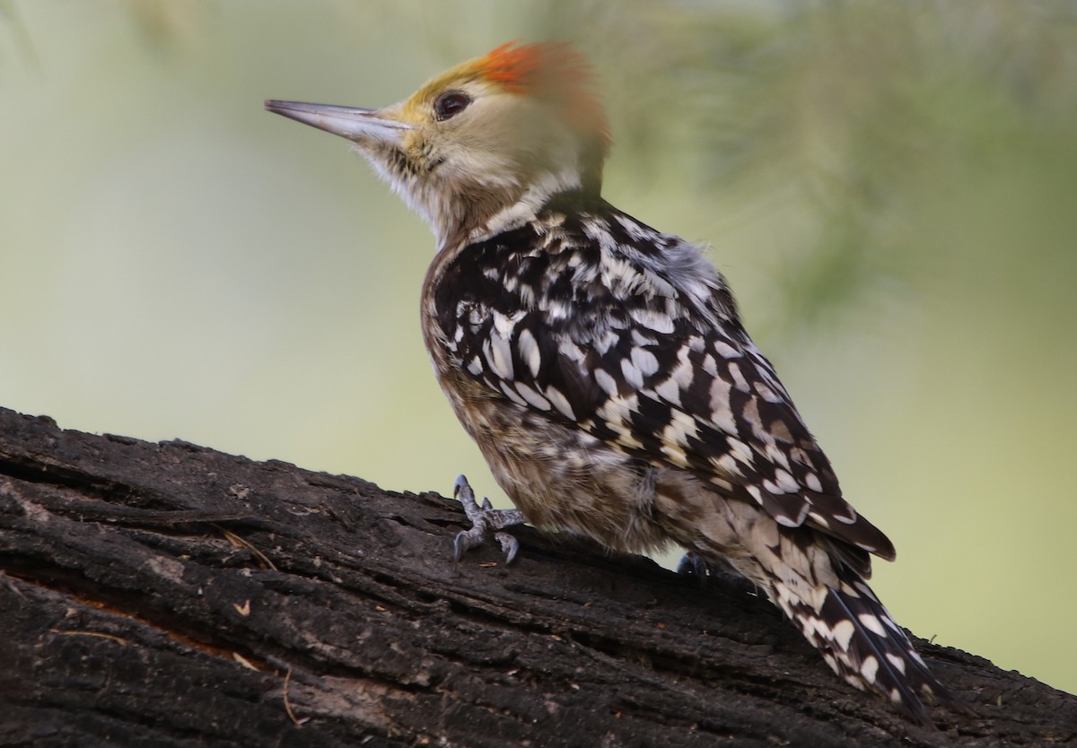 Yellow-crowned Woodpecker - ML137972081